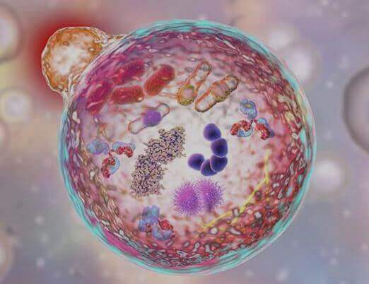 The Power of Autophagy 